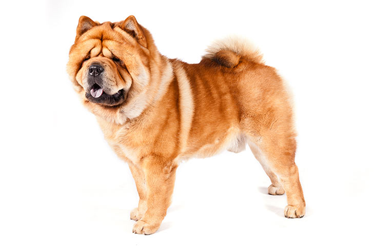 تصویر چاو چاو (Chow Chow)